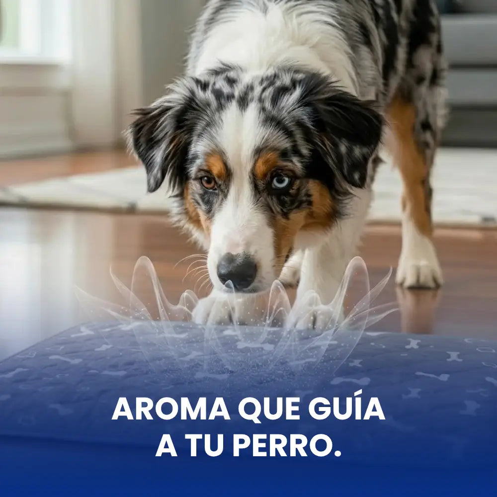 Alfombrilla higiénica, absorbente y lavable para perros y cachorros